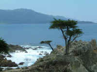lone_cypress.jpg (30317 bytes)